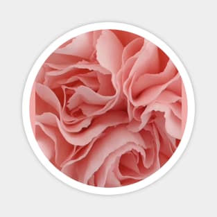 Carnation Magnet